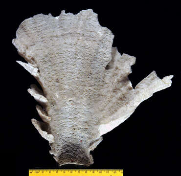 Image of <i>Manopora grandifolia</i> Dana 1846