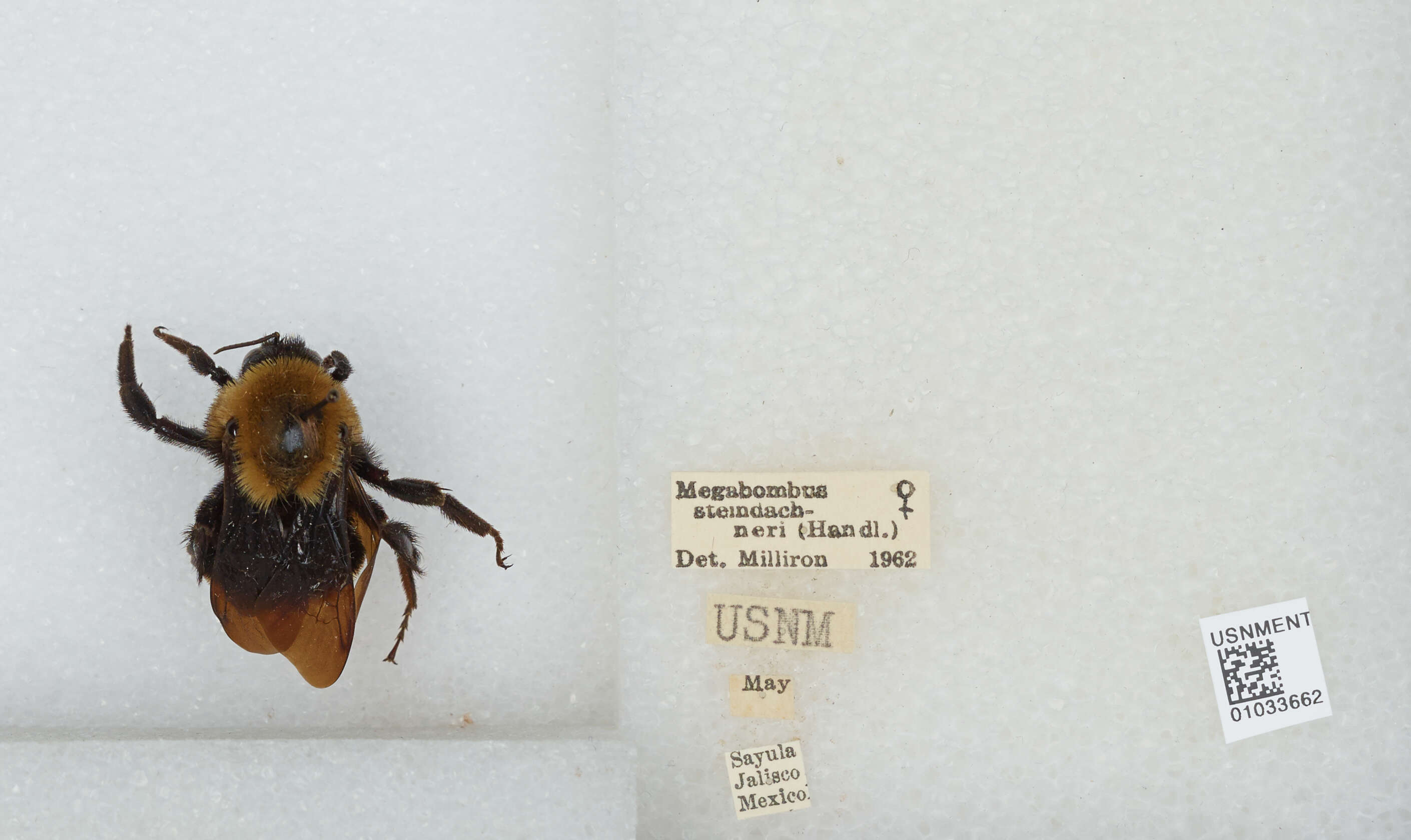 Image of Bombus steindachneri Handlirsch 1888