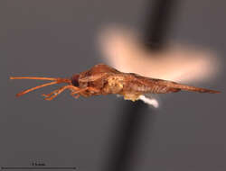 Image of Ulonemia decoris Drake 1942