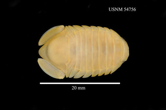 Image of Exosphaeroma gigas (Leach 1818)