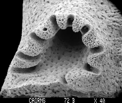 Image of Stylaster profundus (Moseley 1879)