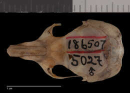 Image of Perognathus flavescens flavescens Merriam 1889