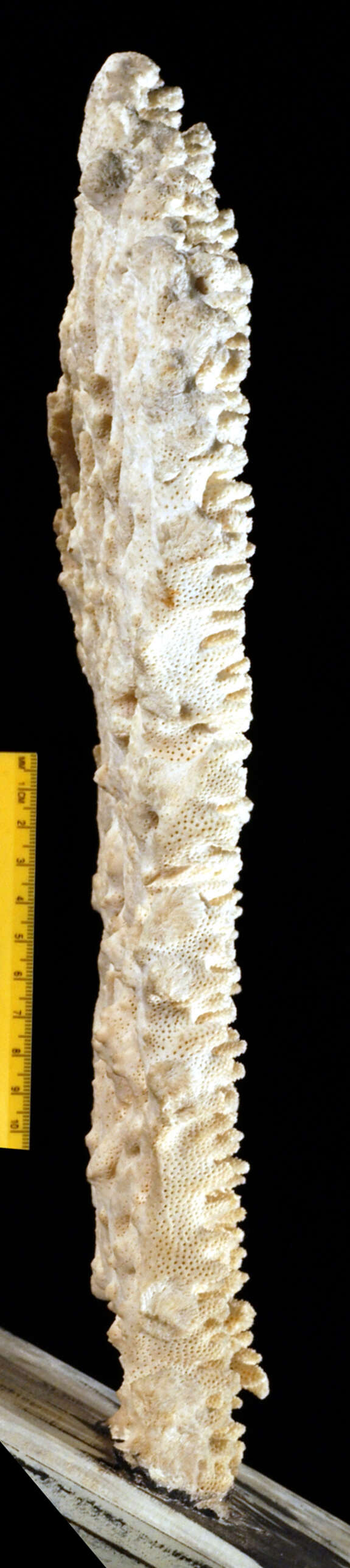 Image of Acropora spicifera (Dana 1846)
