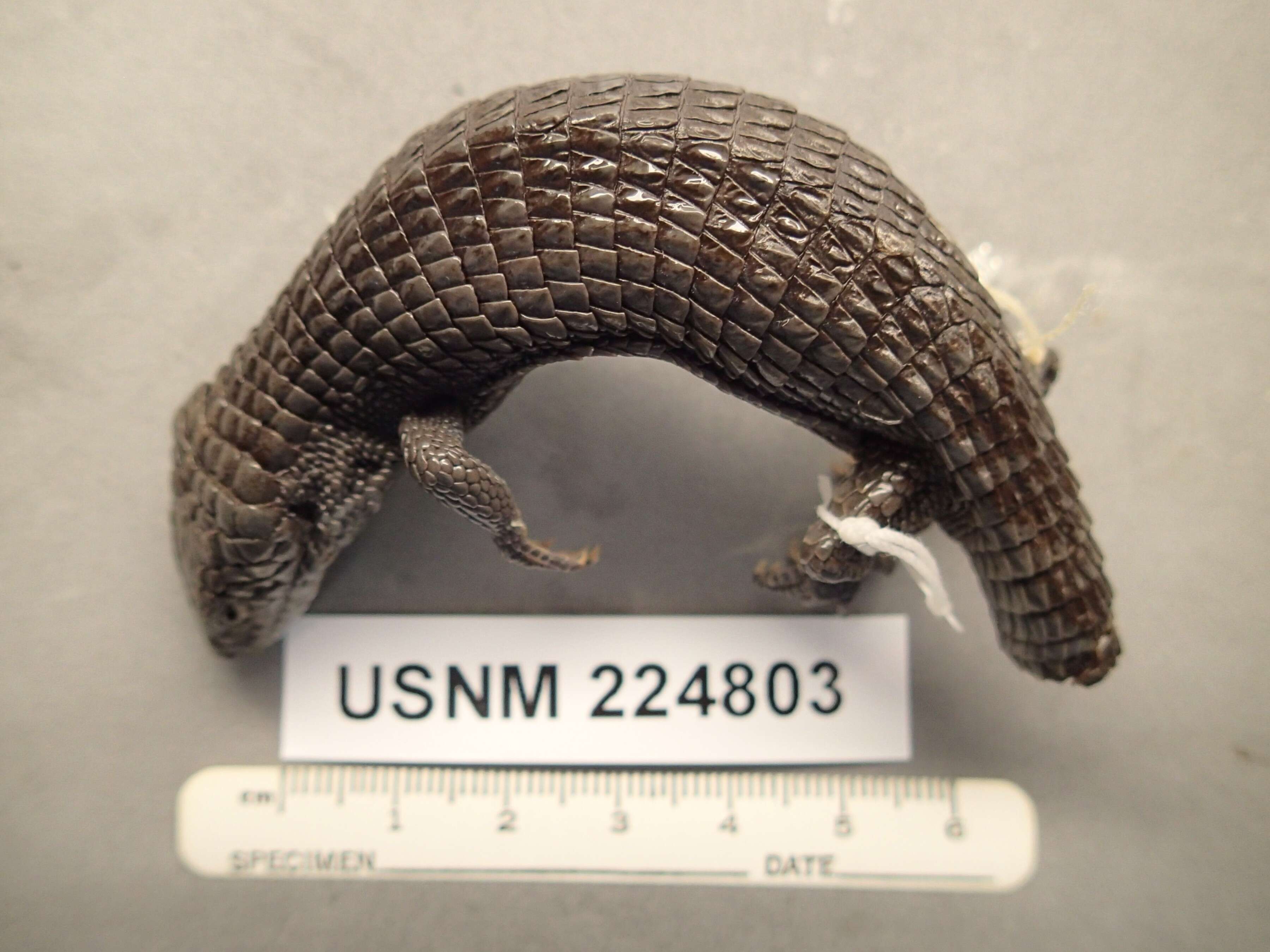 Image of Terrestrial Arboreal Alligator Lizard