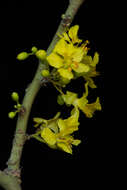 Image of Parkinsonia praecox (Ruiz & Pav.) Hawkins