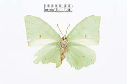 Image of Charaxes eupale Drury 1782