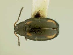Image of Phyllotreta vittata