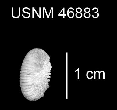 Image of Deltocyathus pourtalesi Cairns 1979