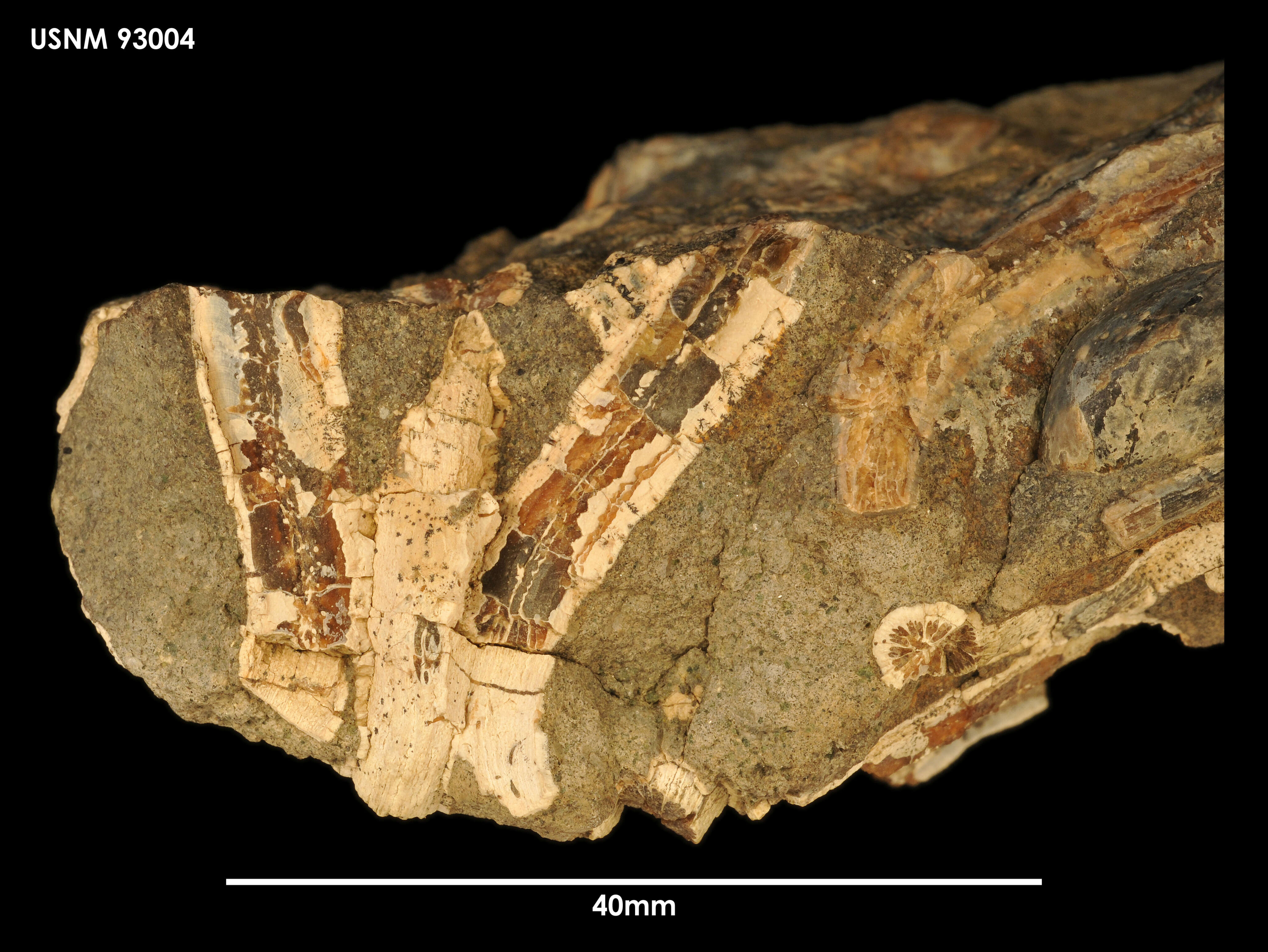 Image of Cladocora antarctica Filkorn 1994