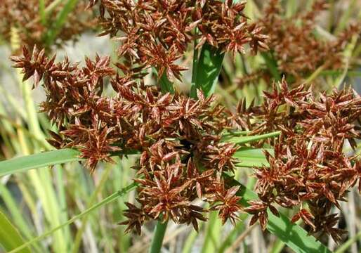 Image de Cyperus trachysanthos Hook. & Arn.