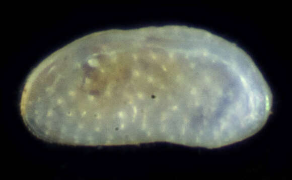 Image of Ostracoda