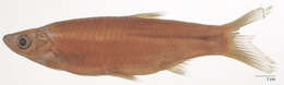 Image of Pale rasbora