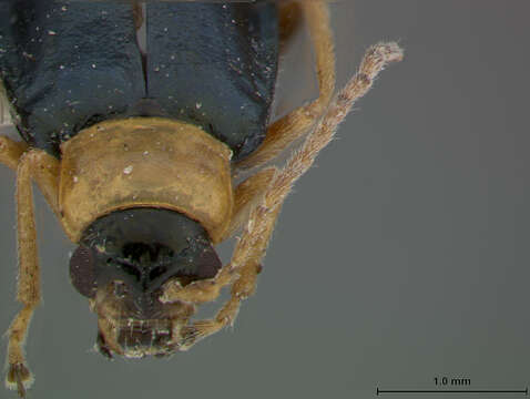 صورة Scelolyperus carinatus Wilcox 1965