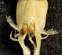 Image of <i>Gonodactylus botti</i>