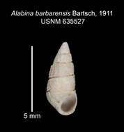 Image of Alabina barbarensis Bartsch 1911