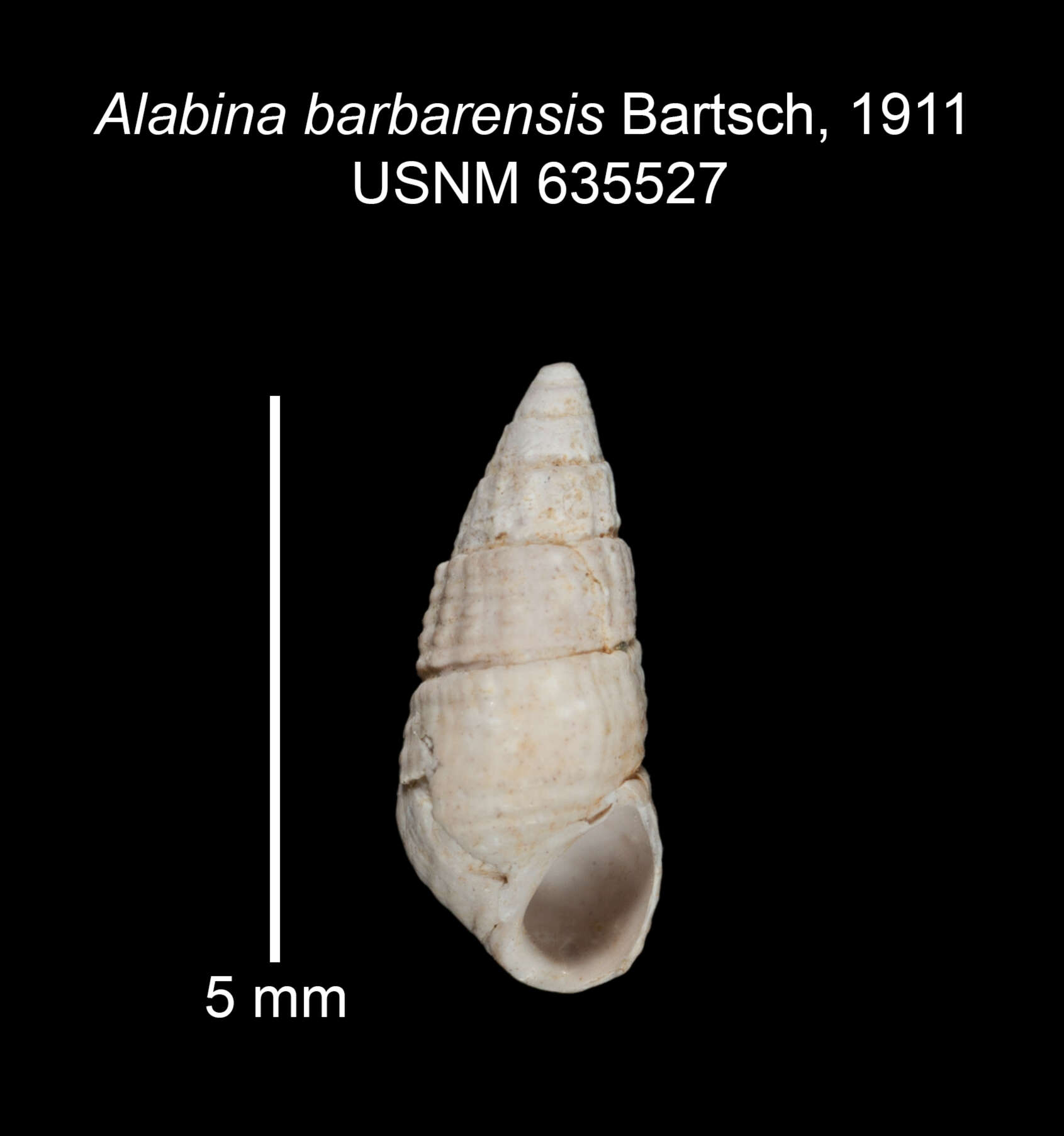 Image of Alabina barbarensis Bartsch 1911