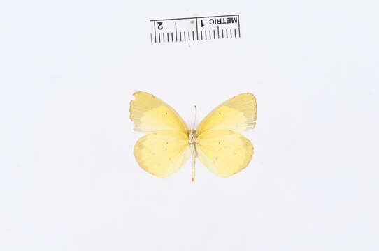 Imagem de <i>Eurema lisa</i>