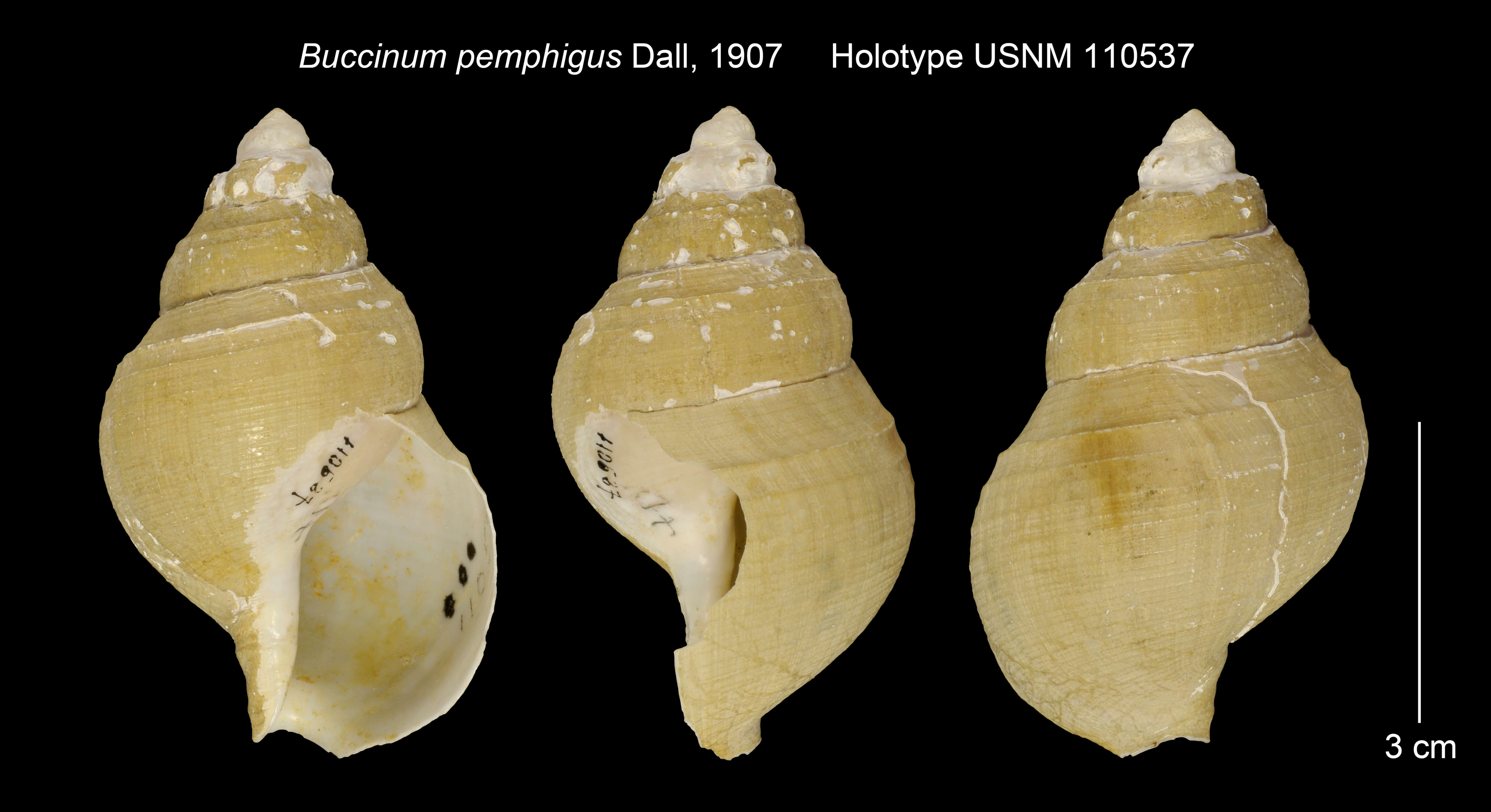 Image of Buccinum pemphigus Dall 1907