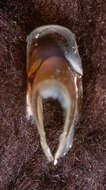 صورة Pholidoteuthis massyae (Pfeffer 1912)