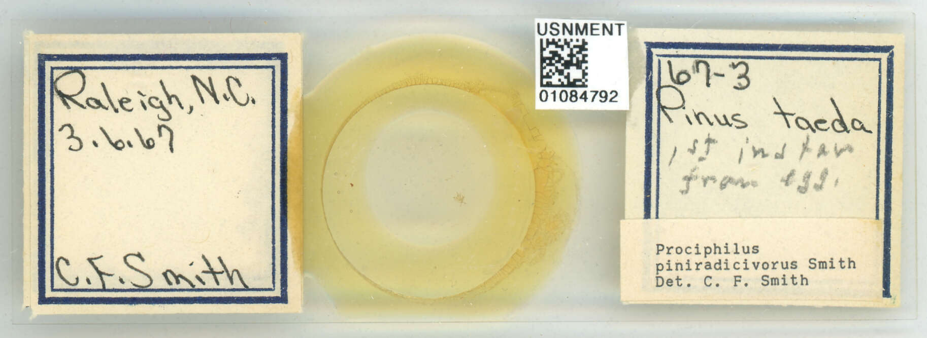 Image of Prociphilus (Prociphilus) piniradicivorus Smith & C. F. 1969