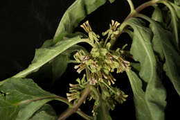 Image of zizotes milkweed