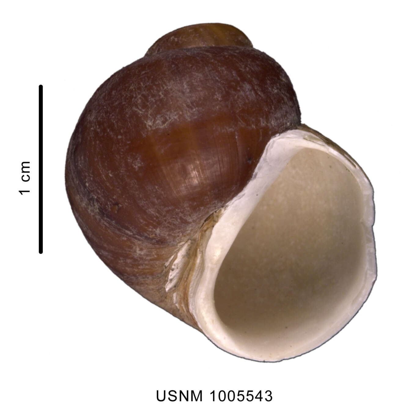 Image of Amauropsis aureolutea (Strebel 1908)