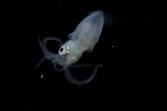 Image of Abralia subgen. Asteroteuthis Pfeffer 1908