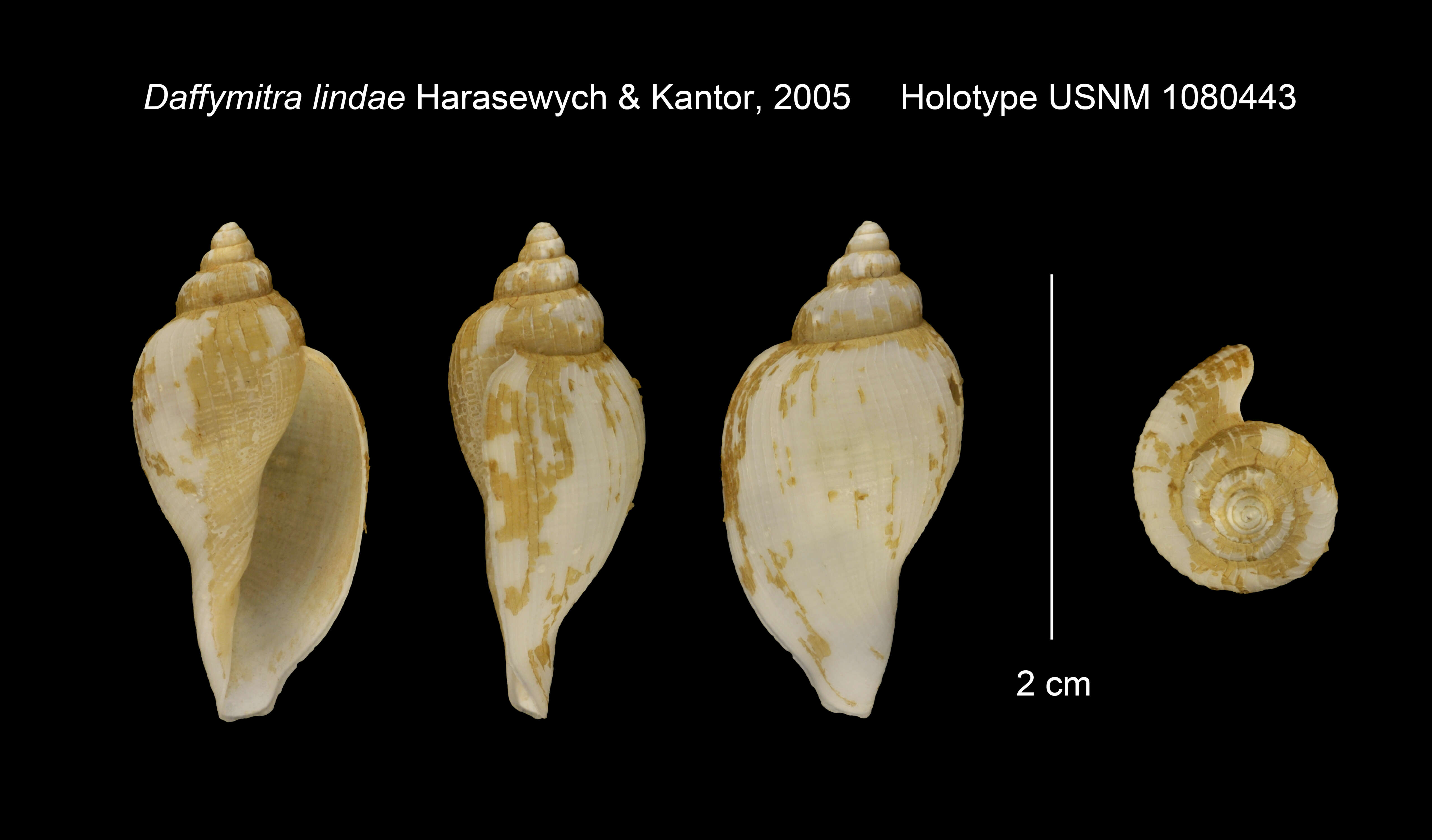 Image of Daffymitra lindae Harasewych & Kantor 2005