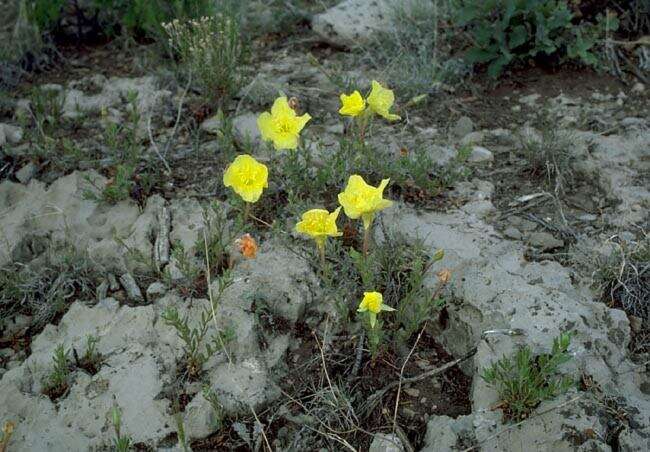 Imagem de Oenothera hartwegii subsp. pubescens (A. Gray) W. L. Wagner & Hoch