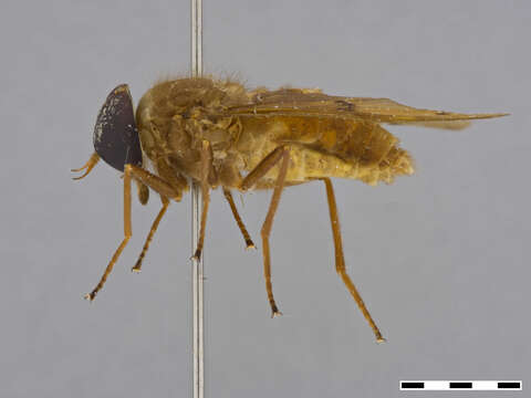 Image of Aegophagamyia