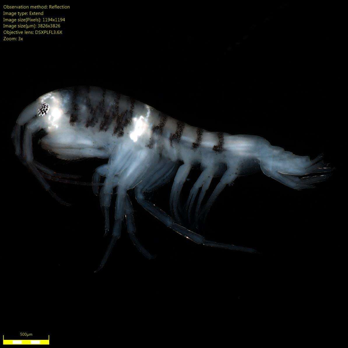 Image of Amphipoda