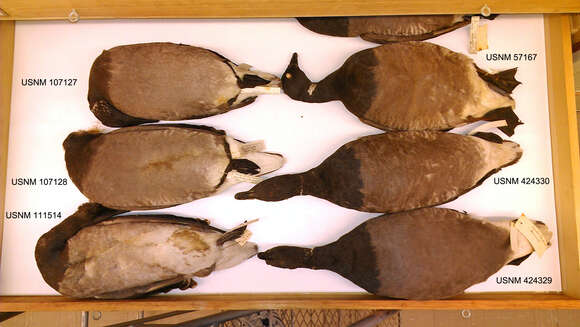 Image of Brant Goose