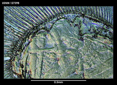 Image of Skogsbergiella Kornicker 1975