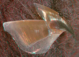 Image of pink scaled squid