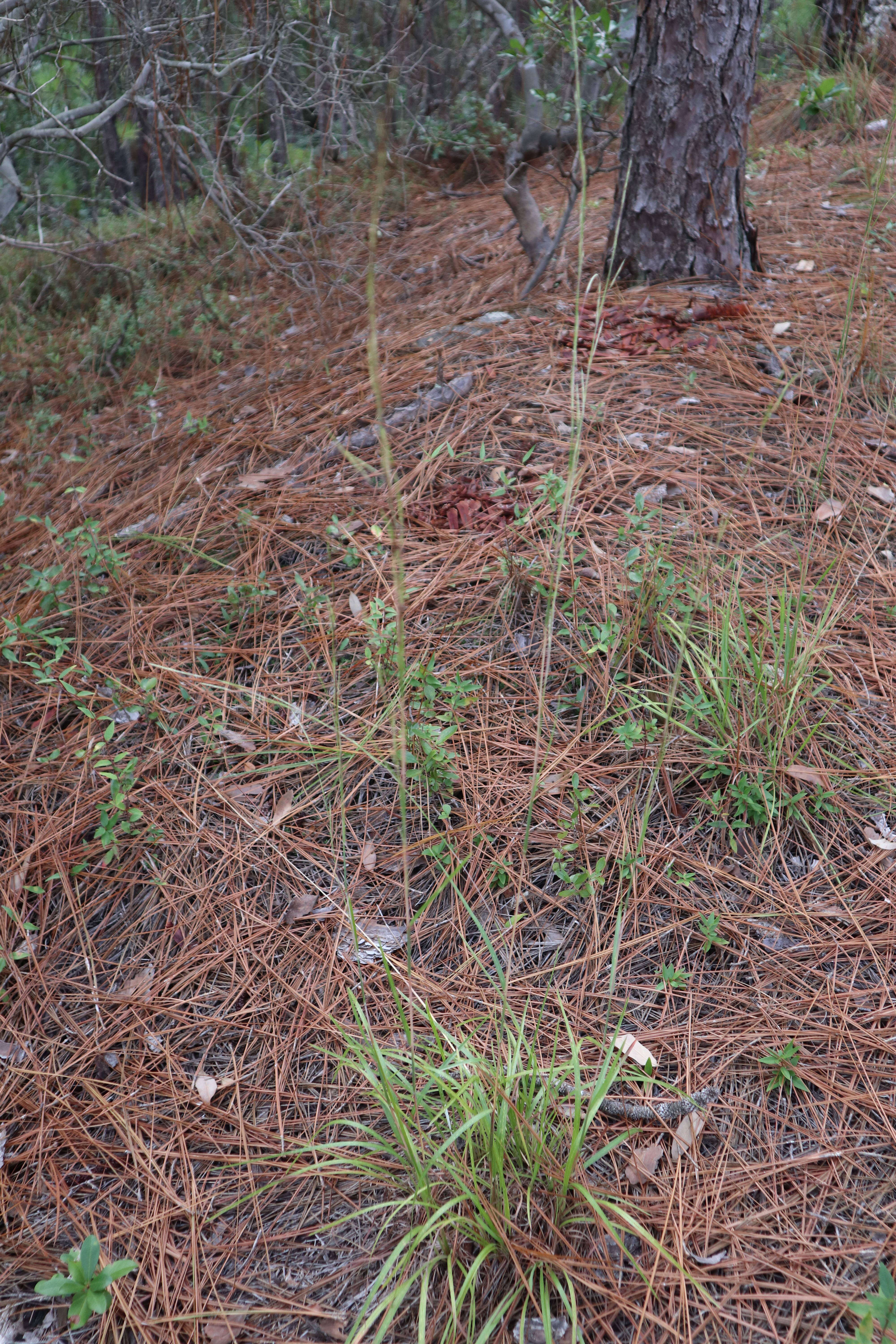 Imagem de Schizachyrium scoparium (Michx.) Nash