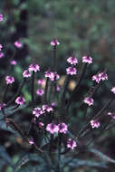 Image of swamp verbena