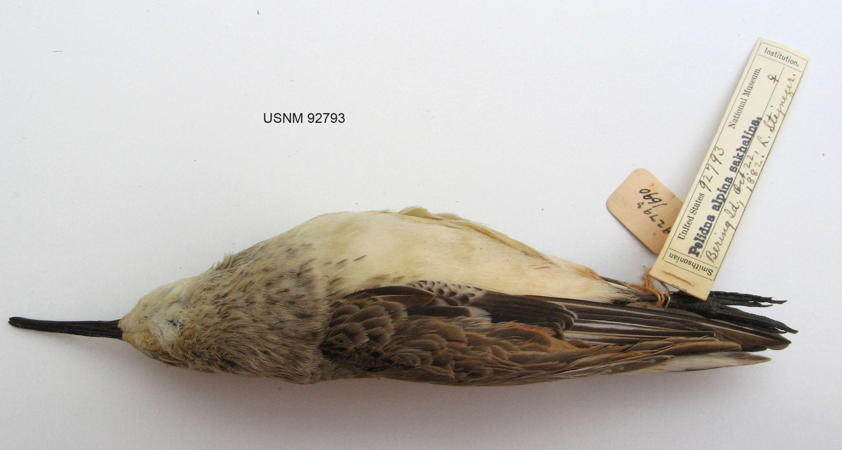 Image of Calidris alpina pacifica (Coues 1861)