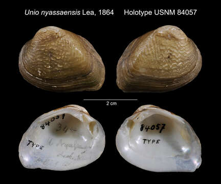 Image of Unio nyassaensis Lea