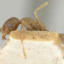 Plancia ëd <i>Pheidole javana</i> Mayr