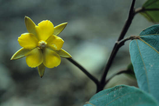 Image of Apeiba glabra Aubl.