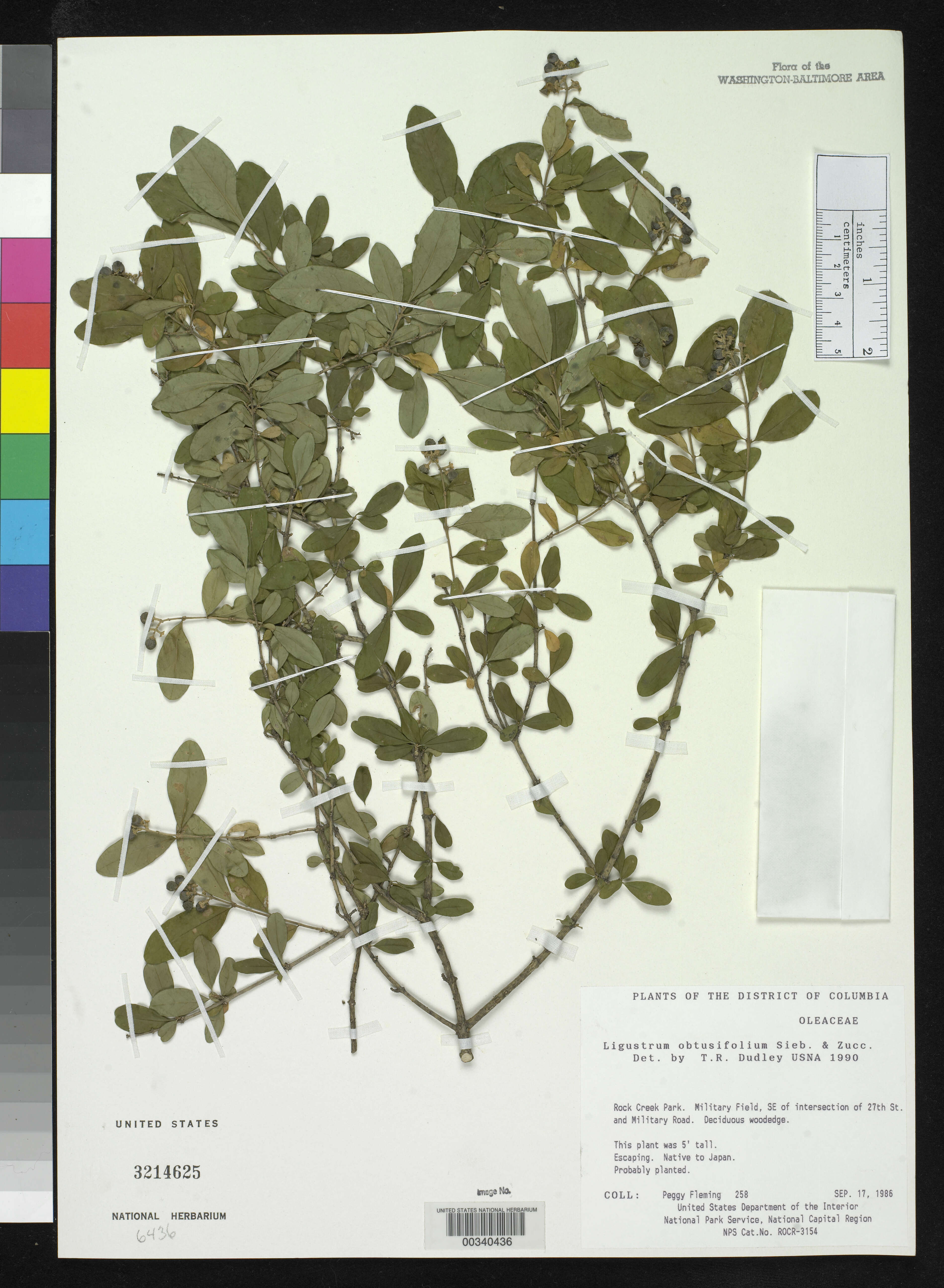 Plancia ëd Ligustrum obtusifolium Siebold & Zucc.