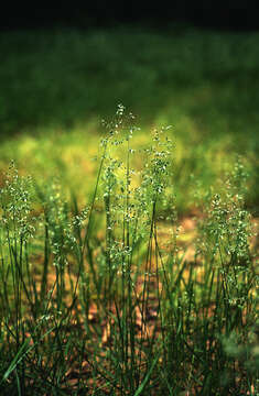 Plancia ëd Poa pratensis L.