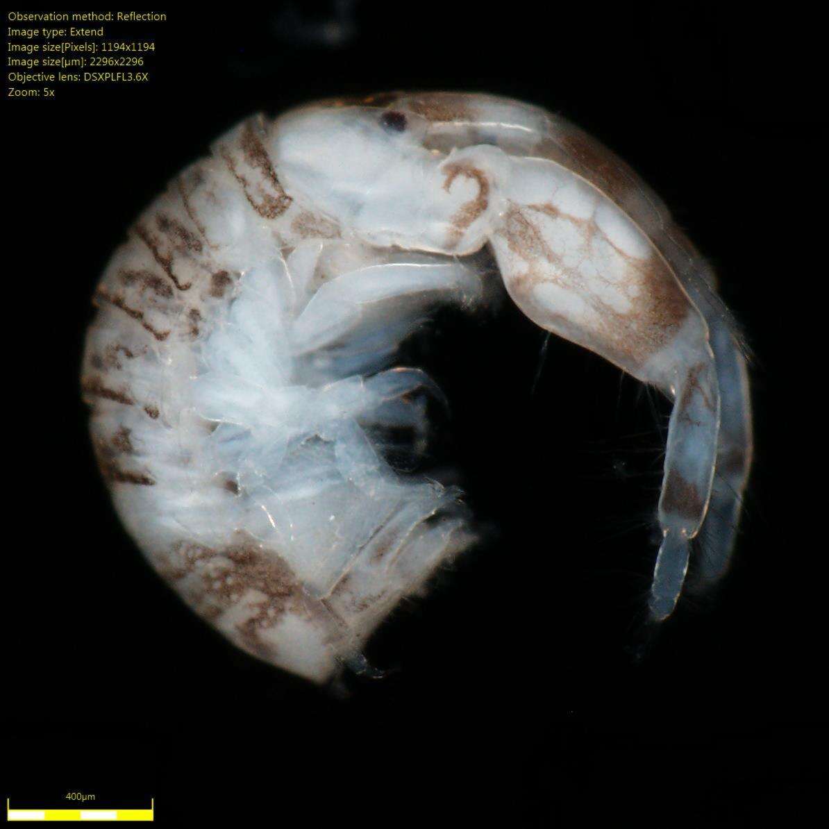 Image of Amphipoda