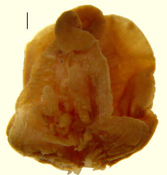 Image of Placobdella nuchalis (Sawyer & Shelley 1976)