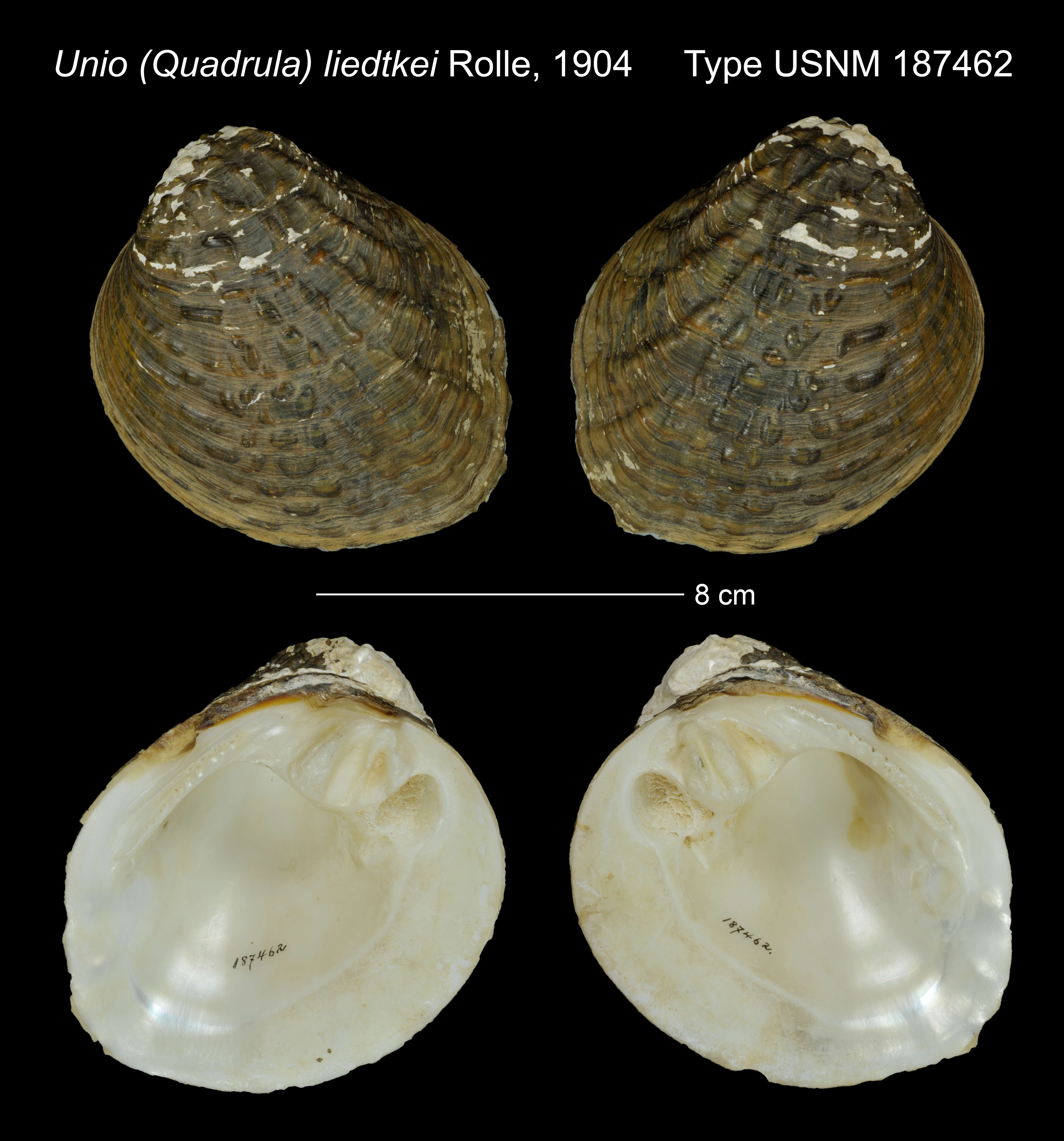 Imagem de Aculamprotula nodulosa (Wood 1815)