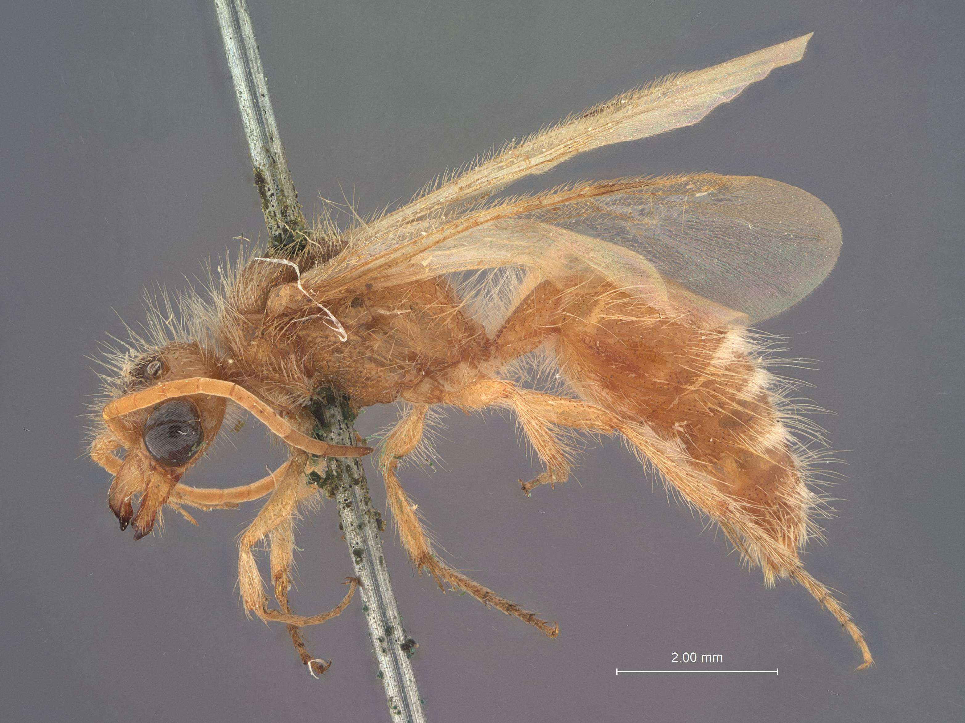 Image de Odontophotopsis acmaea Viereck 1904