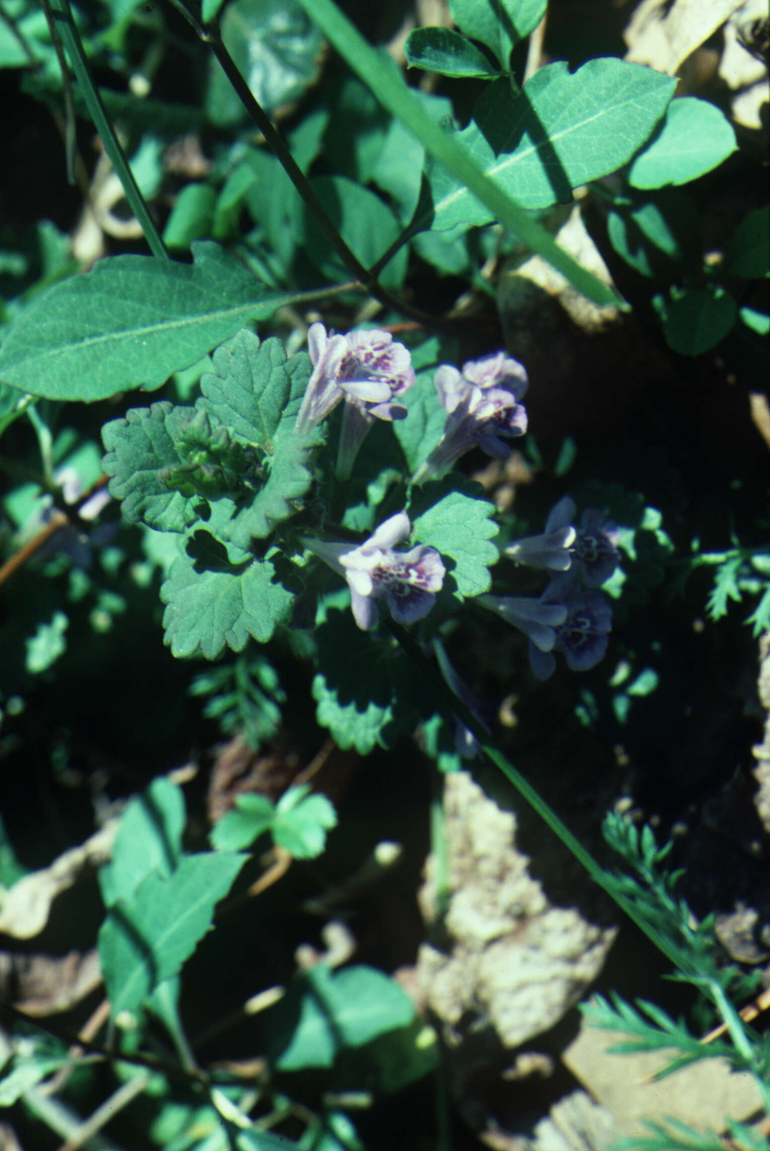 Image of Ground ivy