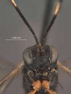 Image of Helcostizus annulicornis (Walsh 1873)
