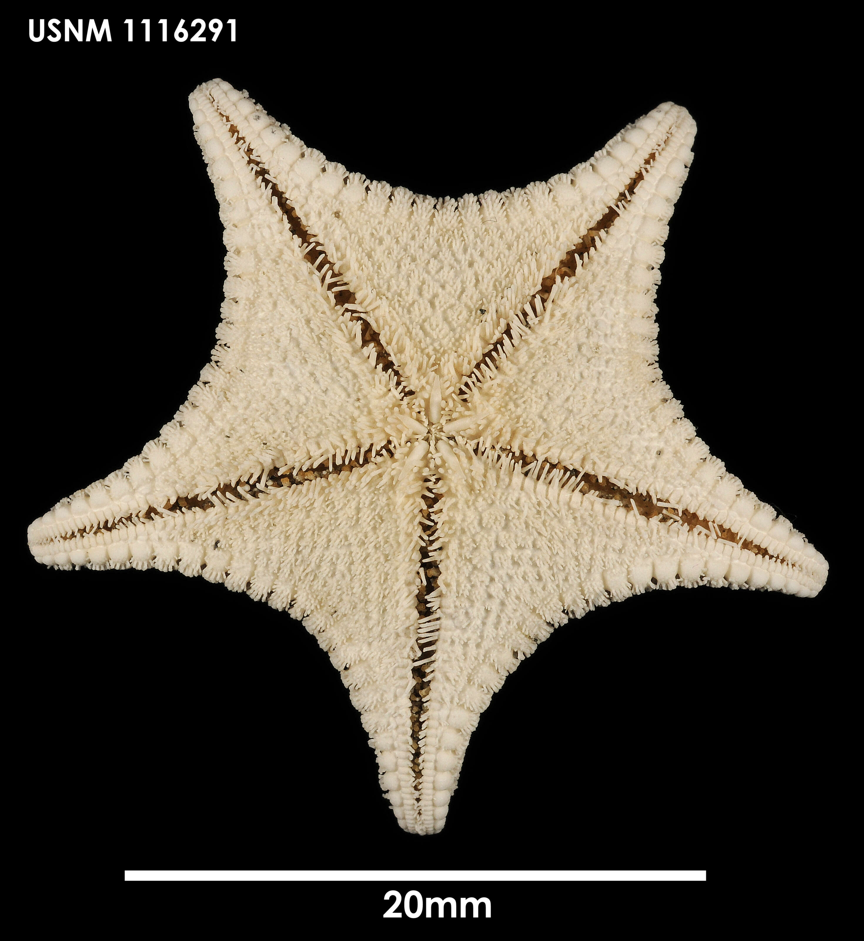 Image of Odontaster penicillatus (Philippi 1870)