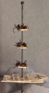 Image of Polyrhachis annae Mann 1919